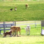 Wiggly Field Dog Park