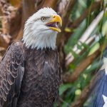 FREE Admission For Military at the OKC Zoo all November!