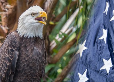 FREE Admission For Military at the OKC Zoo all November!