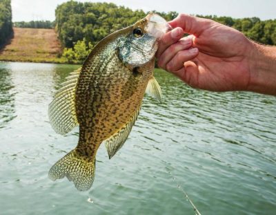 Ask an Angler: Virtual Fishing Course (Crappie Fishing Tips)