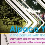 SPUD Alpaca Yoga Fundraiser Event