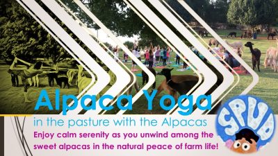 SPUD Alpaca Yoga Fundraiser Event
