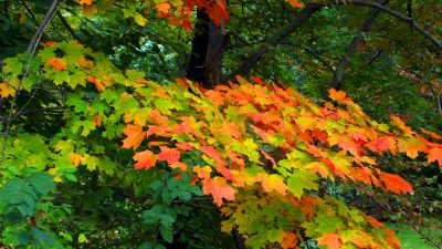 Colors of Fall: Tree Identification Tour