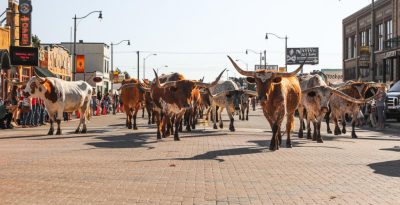 Stockyard Stampede