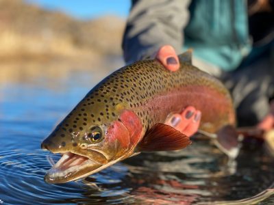 Youth Hooked on Fishing Trout Edition (January)