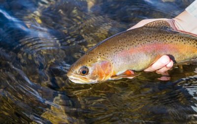 Route 66 Park Pond Trout Clinic with ODWC!