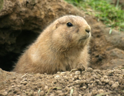 Prairie Dog Day at Myriad Gardens