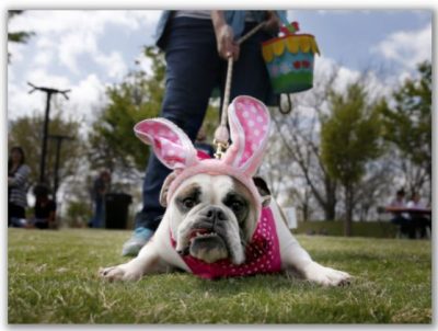 Egg Hunts are for the Dogs!